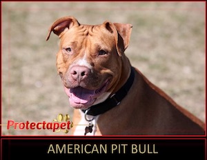 large brown American Pit Bull dog sitting on grass with leather collar
